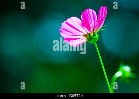 Pink cosmos flower on turquoise-green background Stock Photo