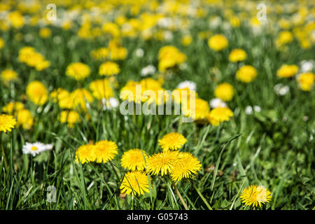 Yellow dandelions and ox-eye daisies in the meadow. Close up natural scene. Taraxacum and leucanthemum vulgare. Meadow flowers.