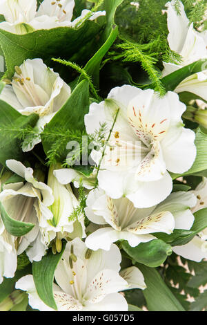 Detail photo of white hibiscus flower. Big petals and pistil. Festive bouquet; Beauty in nature. Stock Photo