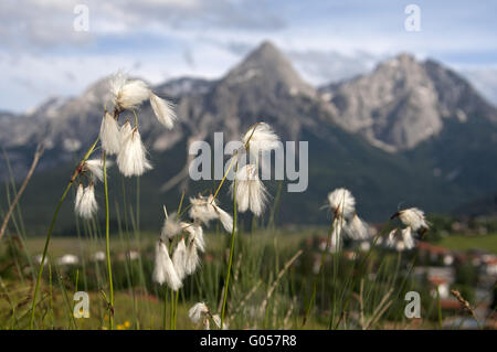 White Cottongrass against the Mieminger Mountains Stock Photo