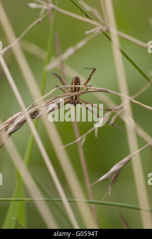 Wasp Spider (Argiope bruennichi), male, Germany Stock Photo