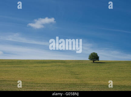 Green hillside, blue sky, cloud and tree Stock Photo