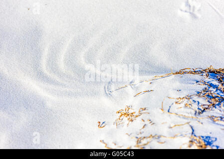 Lovely close up of fine grade sand beach with subtle patterns made by dry seaweed moving in the wind. Copy space. Stock Photo