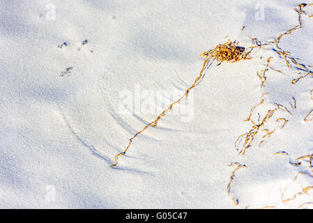 Lovely close up of fine grade sand beach with subtle patterns made by dry seaweed moving in the wind. Copy space. Stock Photo