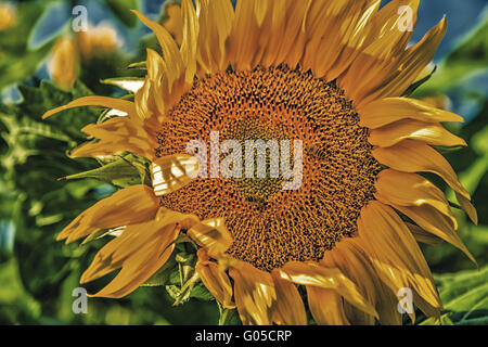 close-up of a bee pollinating sunflower - the arrival of summer is announced by the bright yellow of this flower symbol of sun and heat Stock Photo