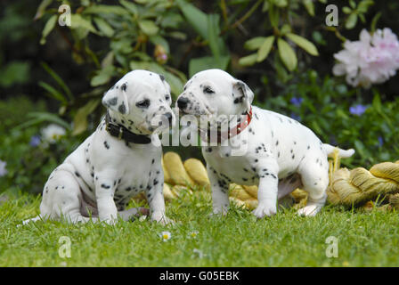 Two Dalmatian puppies three weeks old side by side Stock Photo
