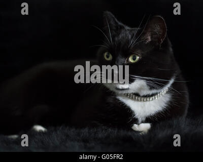 Black and white cat on black fur background Stock Photo
