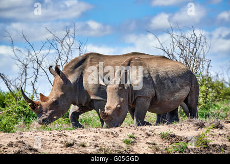 two Southern white rhinoceros (Ceratotherium simum), Hluhluwe–Imfolozi Park, KwaZulu-Natal, South Africa