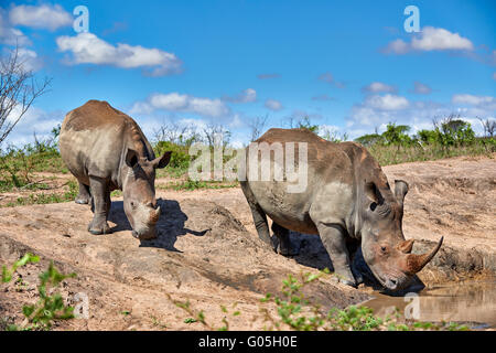 two Southern white rhinoceros (Ceratotherium simum), Hluhluwe–Imfolozi Park, KwaZulu-Natal, South Africa