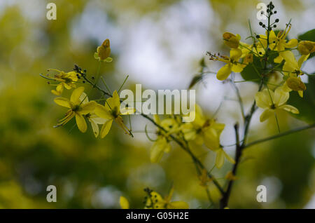 Cassia fistula/golden shower tree in full bloom against blue background  Stock Photo - Alamy