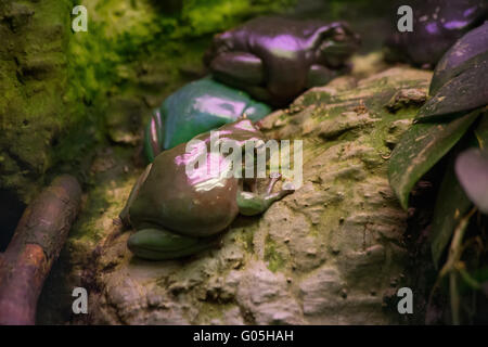 Frog tropical reptile amasonia jungles animal Stock Photo