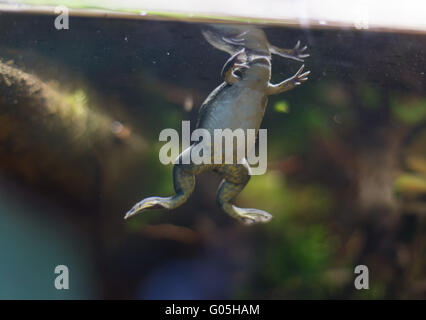 Frog tropical reptile amasonia jungles animal Stock Photo