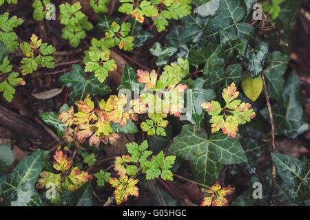 Green plants with water drops Stock Photo