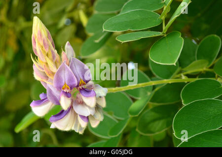 Afgekia flower, Afgekia mahidoliae, Family Fabaceae, Central of Thailand Stock Photo