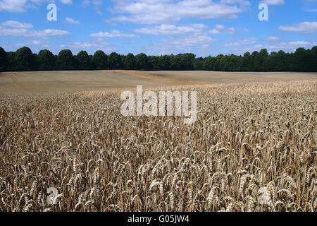 cereal grain wheat Stock Photo