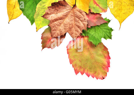 Colorful Autumn Leaves Stock Photo