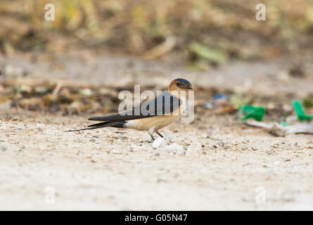 Red rumped swallows collecting mud and flight Stock Photo