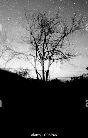 black tree silhouette  with snow Stock Photo