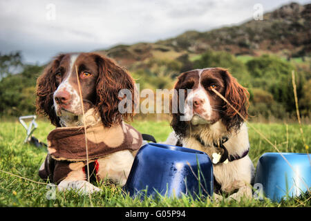 two working english springer spaniels Stock Photo