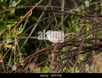 Female Subalpine Warbler Sylvia albistriata Eastern Race Anarita Cyprus Stock Photo