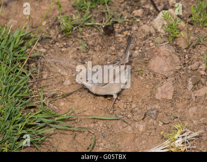 Female Subalpine Warbler Sylvia albistriata Eastern Race Anarita Cyprus Stock Photo