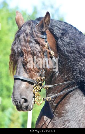 Beautiful powerful draft horse Stock Photo