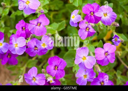 Close up of purple blossoms of Aubrieta flowers in a garden Stock Photo