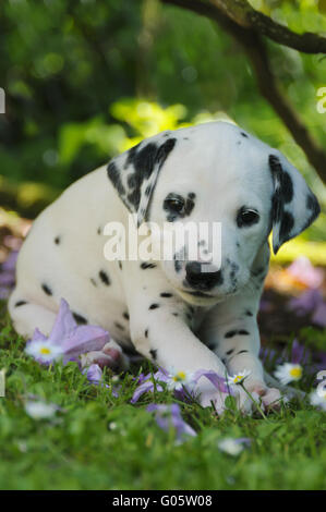 Dalmatian puppy, five weeks old, in a garden Stock Photo