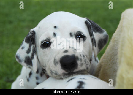 Dalmatian puppy, four weeks old, portrait Stock Photo