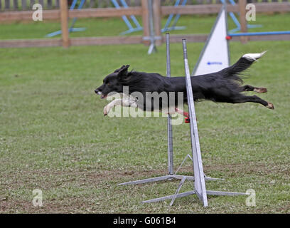 Agility Stock Photo