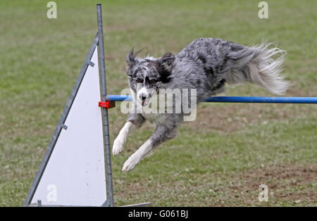 Agility Stock Photo