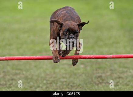 Agility Stock Photo