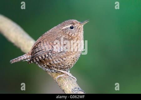 Pacific Wren - Troglodytes pacificus Stock Photo