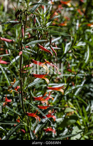 Lobelia excelsa Stock Photo