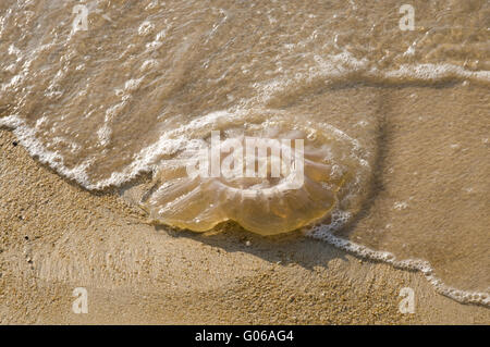 Jellyfish on the beach Stock Photo