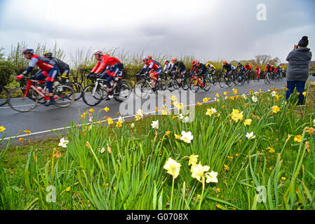 Bubwith, Yorkshire, UK. 29th April 2016, Beverley to settle passing springtime daffodils in Bubwith, Yorkshire United Kingdom Credit:  riddypix/Alamy Live News Stock Photo