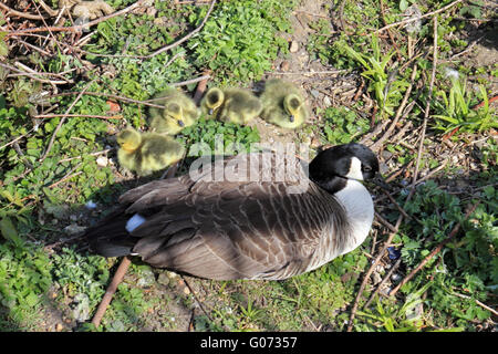 Kingston upon Thames, SW London, UK. 29th April 2016.  Canada goose with goslings beside the Thames at Kingston on an afternoon of sunshine and showers in SW London. Credit:  Julia Gavin UK/Alamy Live News Stock Photo