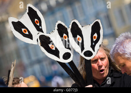 Aberystwyth Wales UK, Saturday 30 April 2016  People on the promenade in Aberystwyth holding hand made badger face masks protesting against the proposed  culling  of the animals as part of efforts to eradicate bovine tuberculosis (TB) in cattle herds in Wales   photo Credit:  Keith Morris / Alamy Live News Stock Photo