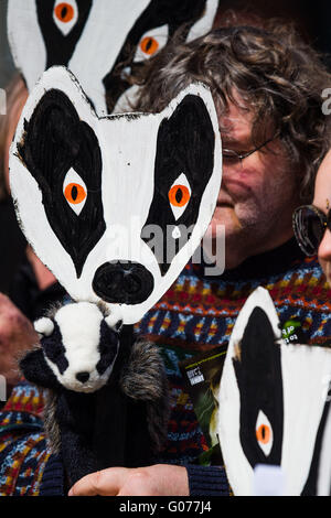 Aberystwyth Wales UK, Saturday 30 April 2016  People on the promenade in Aberystwyth holding hand made badger face masks protesting against the proposed  culling  of the animals as part of efforts to eradicate bovine tuberculosis (TB) in cattle herds in Wales   photo Credit:  Keith Morris / Alamy Live News Stock Photo