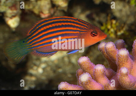 Sixline wrasse, Pseudocheilinus hexataenia, reef aquarium, Emiliano Spada Stock Photo