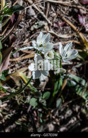 Ornithogalum arabicum Stock Photo