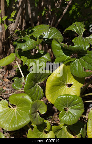 Farfugium japonicum Stock Photo