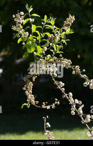 Spiraea prunifolia Stock Photo
