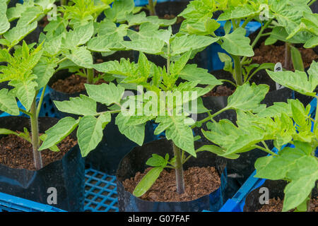 Young tomato plants in pots ready for planting Stock Photo