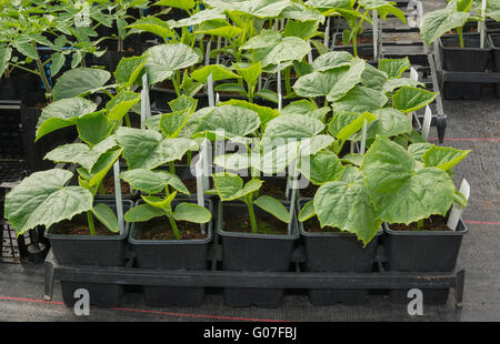 Young cucumber plants ready for plant out Stock Photo