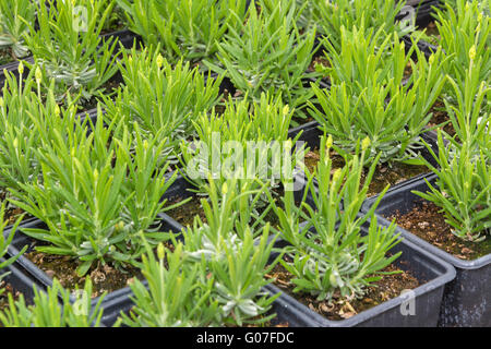 young lavender seedlings