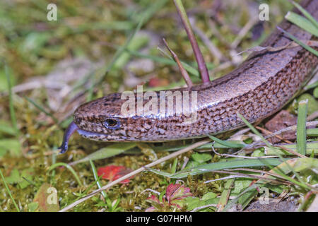 Slow Worm (Anguis fragilis) Moving Through The Gra Stock Photo