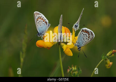 silver-studded blue (butterfly) Stock Photo