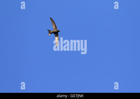 Common swift (Apus apus) in flight against blue sky Stock Photo