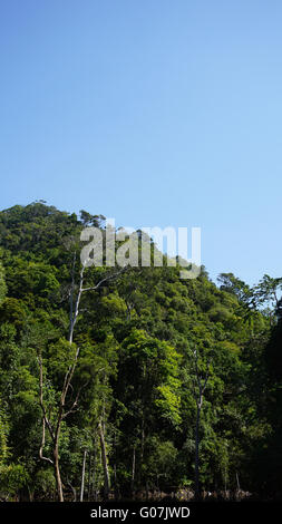green rainforest on ko lanta island in thailand Stock Photo - Alamy